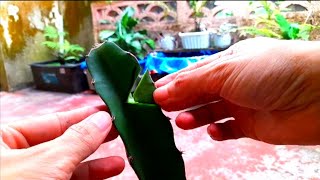 How to V Cut Graft a Dragon Fruit [upl. by Finbar275]