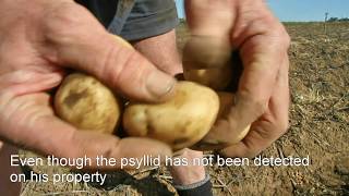 Potato psyllid trade restrictions hurt WA farmers [upl. by Wetzel]