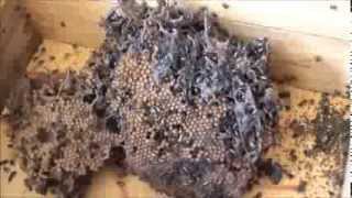 Observation Trigona Stingless Beehive Update 3 Plus 2 Hive [upl. by Yeffej]