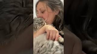 Kiss kiss ❤️ baci baci❤️ kitten catlover cute [upl. by Linker]