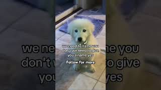 Puppy needs a name puppy pets cute cutedog puppyvideos dog [upl. by Yendahc]