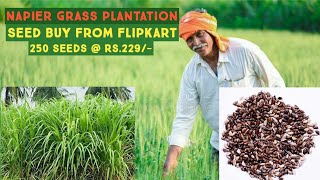 How to plant Nepier Grass seeds plantation  Complete process  GRASS SEEDS UNBOXING [upl. by Iz811]