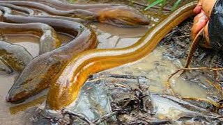 Amazing Giant Eel Fishing and Catching in Bangladesh [upl. by Hannis]