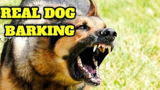 1 HOUR ANGRY DOG BARKING COMPILATION  Barking Video For Dog to Make Your Dog Bark [upl. by Siubhan880]