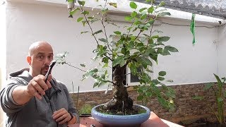 Poda manzano bonsai [upl. by Broddie144]