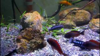 Planted African Aquarium with Firecracker tropheus and Auloncara sp turkis [upl. by Soluk254]