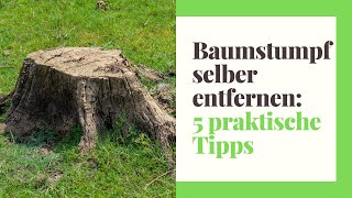 Praktische Tipps zum Baumstumpf selbst entfernen [upl. by Welford794]