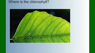 Photosynthesis Part 1 An Overview [upl. by Aynnek]