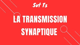 Cours Svt TS la transmission synaptique [upl. by Narih560]