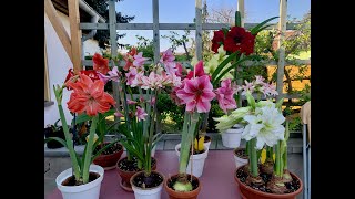 Amaryllis in bloom Hippeastrum tour [upl. by Eiramait]