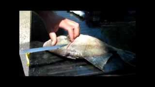 Fillet Triggerfish With Ease [upl. by Seerdi]