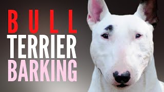 Bull Terrier Barking And Howling Original Version Barking Dog Gets Trained To Be Quiet [upl. by Beller]