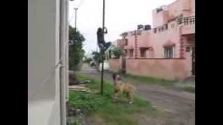 BULL MASTIFF dog attack [upl. by Noy]