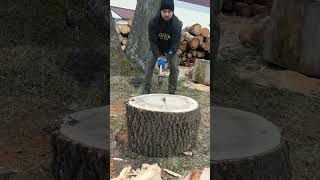 Strong hornbeam tree woodworking firewood [upl. by Kuska281]