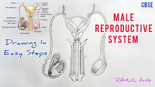 How to draw male reproductive system in easy steps cbse 12th Biology  NCERT class 12  science [upl. by Luapnaes]