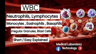 White Blood Cells  Neutrophils  Lymphocytes  Monocytes  Eosinophils  Basophils  IG  MLT [upl. by Iharas]