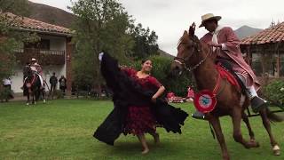 Peruvian Paso Horse and Marinera Dance [upl. by Aicilif853]