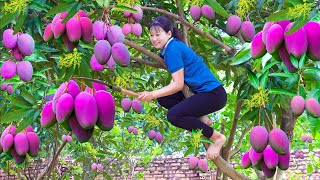 Harvest Purple Mango Go to the market sell amp Make super spicy mango salad  Lý Tiểu Luyến [upl. by Polivy]