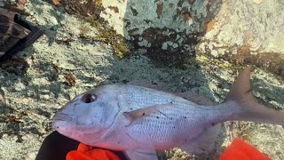 Kawakawa Bay fishing  Rock fishing  Nz fishing adventure 2 [upl. by Amoakuh]