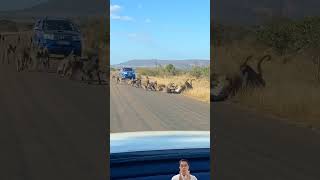 Leopard vs 50 Baboons  Epic Wildlife Brawl You Have to See latestsightings [upl. by Alanna]