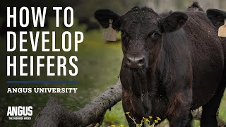 How to Develop Heifers  Heifer Development 101 [upl. by Erret]