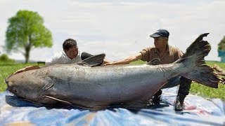 WORLDS BIGGEST CATFISH CATCHES [upl. by Volotta]