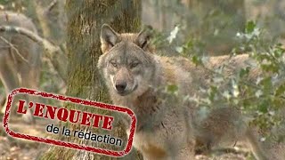 Eleveurs et chasseurs autorisée a réguler les loups [upl. by Nniuq]