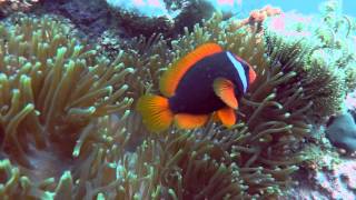 Scuba Diving in El Nido Philippines [upl. by Sheena]