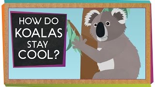 How Do Koalas Stay Cool  Animal Science for Kids [upl. by Hollerman]