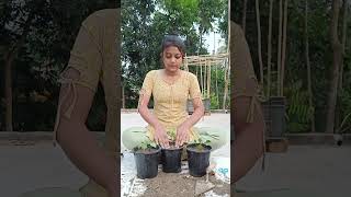 ডালিয়া গাছের সাত দিনের updates 🤩 dahliaplant updates roofgarden pottingsoil youtubeshorts [upl. by Adolphe]