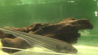 「グリーン・ナイフフィッシュ（Glass knifefish）」学名：Eigenmannia virescens [upl. by Eimac]