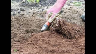 How to Plant Astilbe [upl. by Ansilme]