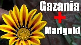 744 Gazania and Marigold Ko New Way Se Grow Kya  How to Collect Marigold Seeds From Flower [upl. by Buffum]