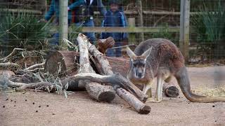 Big Kangaroo at the Atlanta Zoo [upl. by Hortensia]