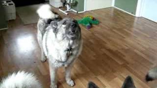 Monty the Elkhound tells a Story [upl. by Reace]