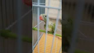 My lovely Perrott s parrot [upl. by Adias]