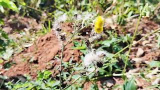 APPOOPAN THADI INDIAN MILKWEED OLD MANS BEARD  ENJOY THE NATURE [upl. by Groh]