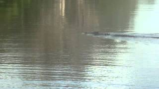 Croc Attack in Australias Kakadu National Park [upl. by Aube]