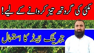 How to Use Gibberellic Acid in Autumn Maize  Bilal Kanju Official [upl. by Ainahtan]