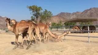 Australian Camels exported to Gulf States [upl. by Stiles]