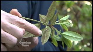 Azalea Lace Bug [upl. by Attenborough]