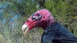 2 Vultures Eat 2 Rattlesnakes [upl. by Madeleine712]