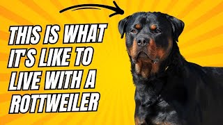 ROTTWEILER Personality and Temperament Is it ideal for you [upl. by Priestley78]