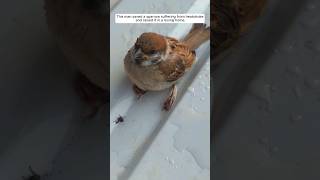 This man rescued a sparrow that was suffering from heatstroke and raised it animalshorts [upl. by Awe]