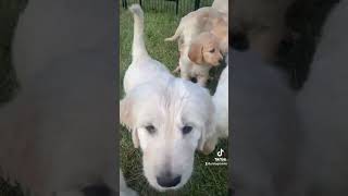 7 week old goldendoodle puppies PaGoldendoodlescom [upl. by Hayilaa]