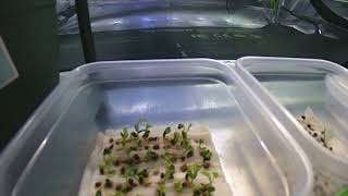 Seed Germination Testing  Timelapse of Caragana Caragana arborescens  TreeTimeca [upl. by Acinyt]