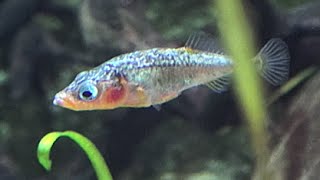 イトヨ Threespined Stickleback Gasterosteus aculeatus [upl. by Flanders]