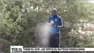 Sen wer gi yaram Les vertus thérapeutiques du quotdoriquot ou Maytenus senegalensis [upl. by Ylrehs]