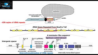 Biogenesis of Ribosomes in Eukaryotes [upl. by Etezzil]