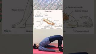 Pelvic Curl Pilates Exercise muscle pilates muscle anatomy yogawithphysio exercise [upl. by Eelra]